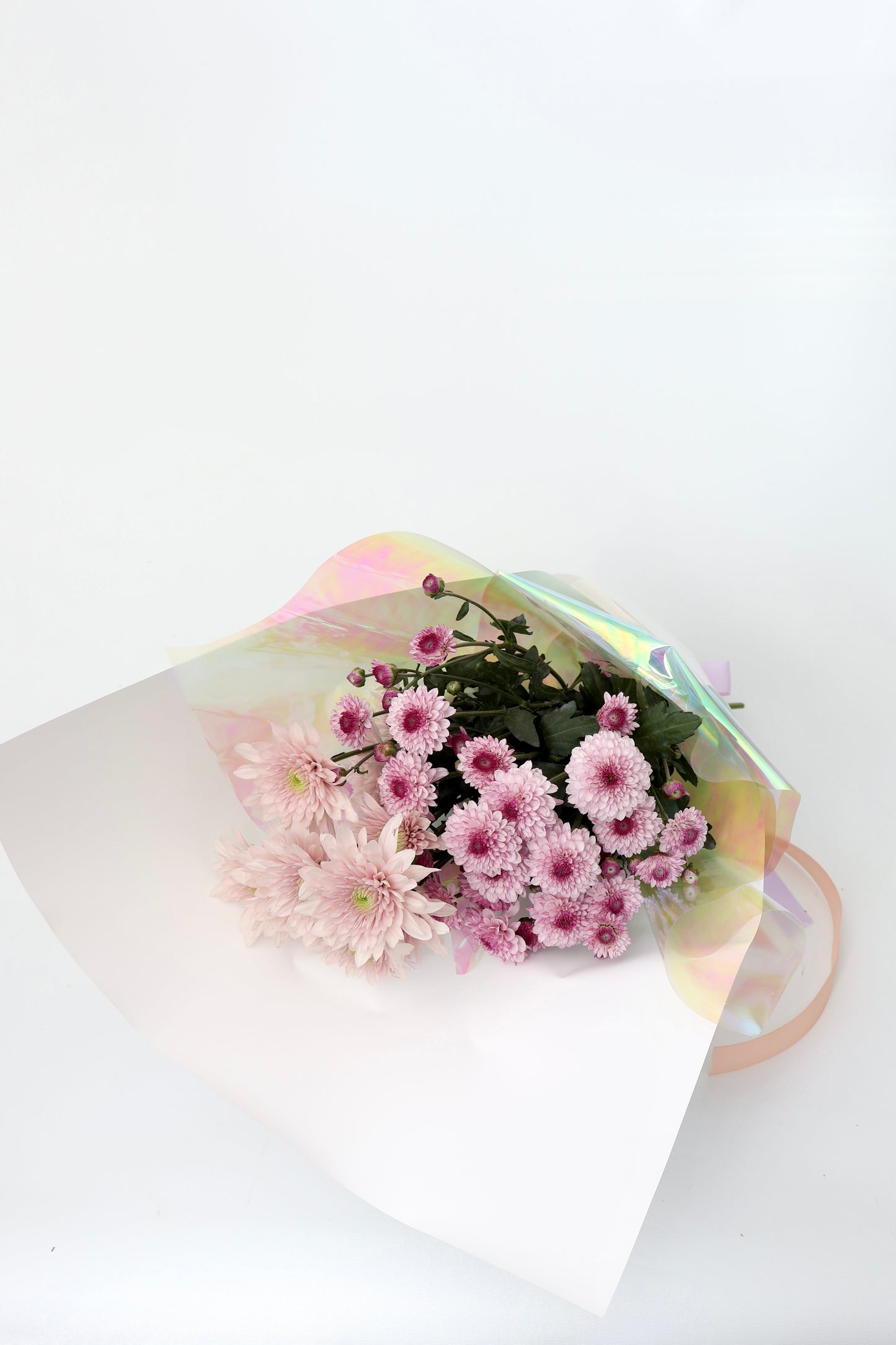 Daisy Chrysanthemums | En masse Fresh Cut Flowers