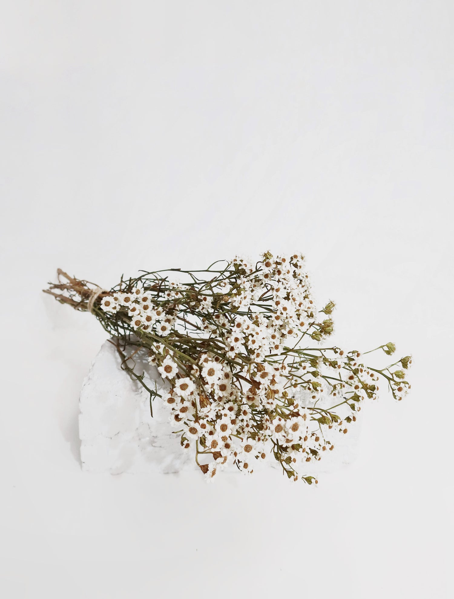 Dried and preserved earthy mini daisy bunch in white. Same day delivery available, Hobart Tasmania. Available to be shipped Australia wide.