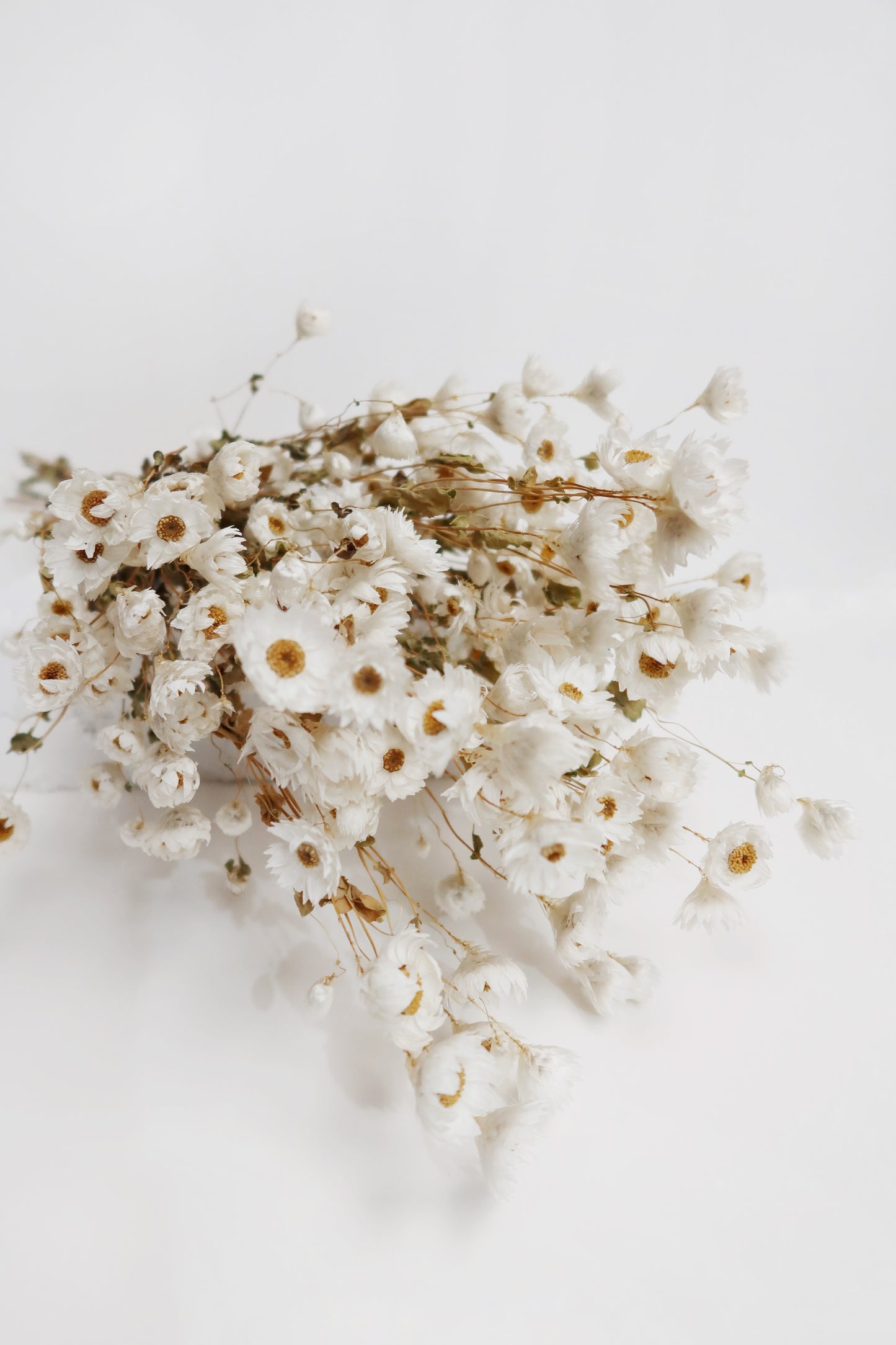 Natural white dried daisy bunch. Same day delivery available Hobart Tasmania