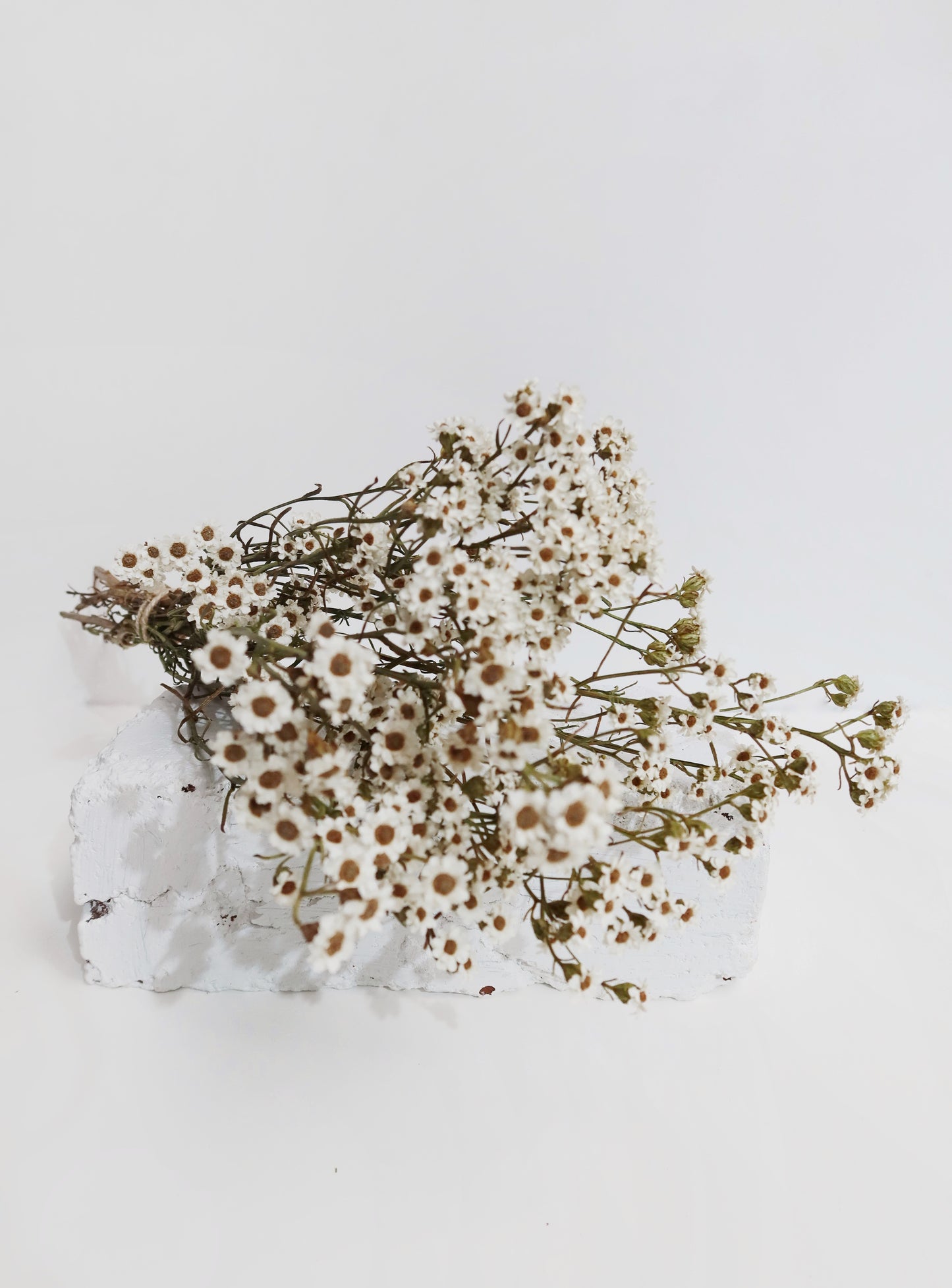 Dried and preserved earthy mini daisy bunch in white. Same day delivery available, Hobart Tasmania. Available to be shipped Australia wide.