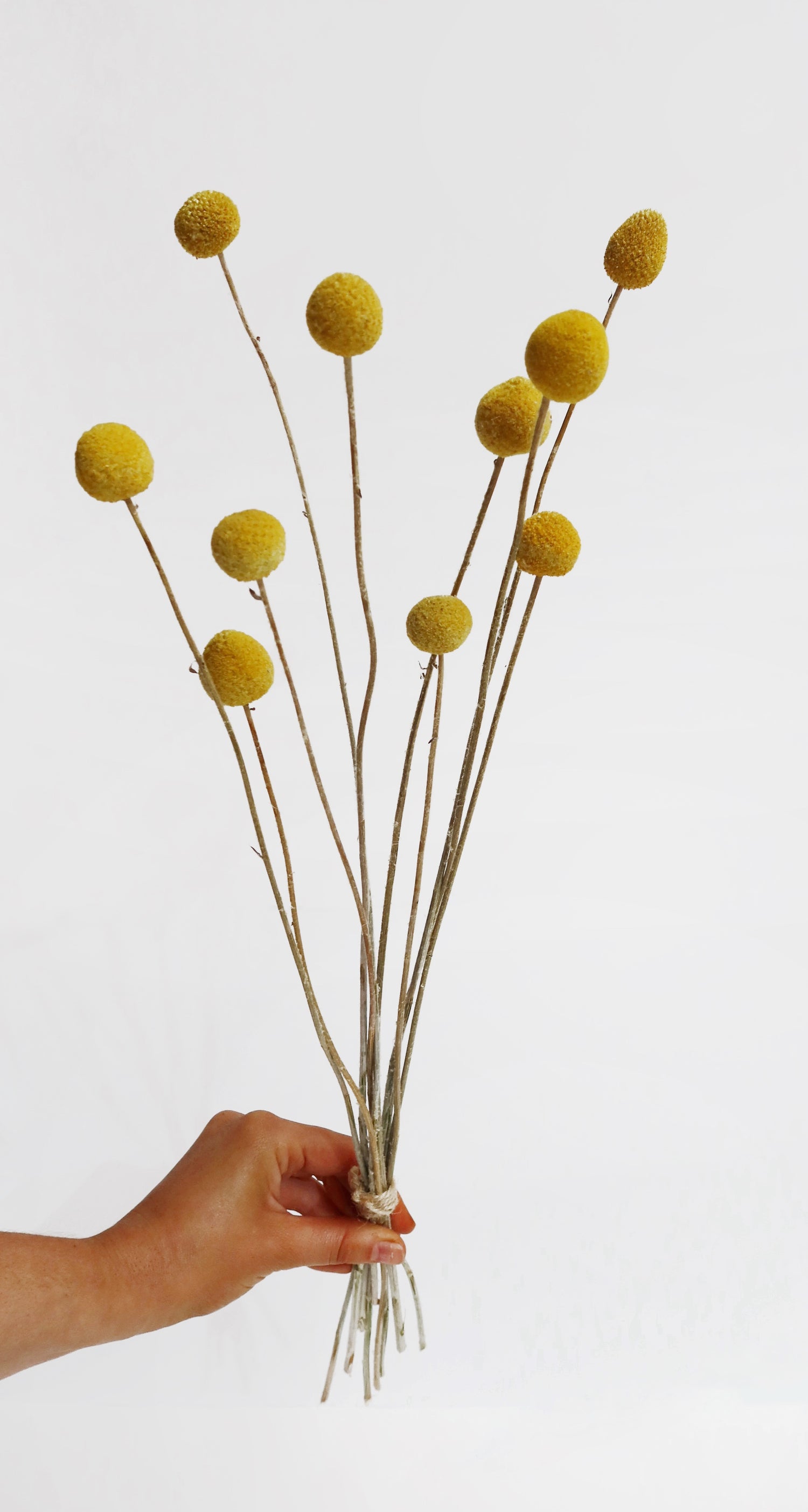 Billy Button bunch in yellow. Dried everlasting flowers. 10 stems.